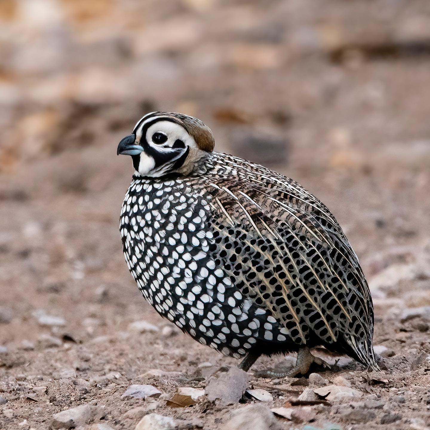 September Update Southern Arizona Quail Forever