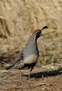 Gambels Quail