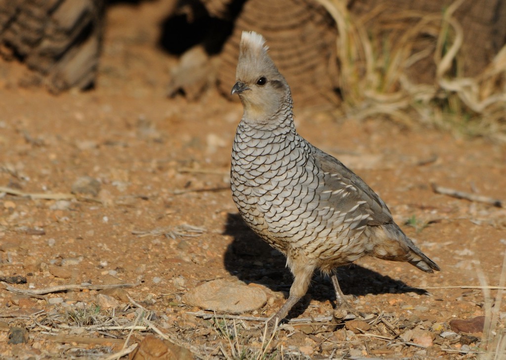 Scaled (Blue) Quail 